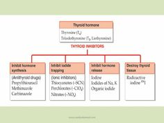 a diagram showing the different types of hypoidic and thyeroidia