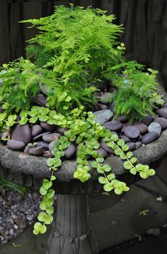 a bird bath filled with rocks and plants