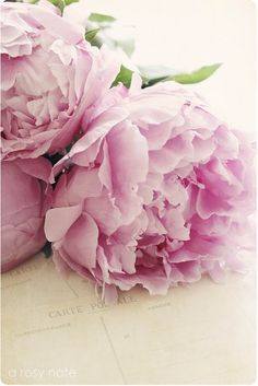 two pink peonies sitting on top of a piece of paper