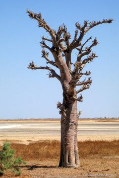 Baobab tree Tree House Hotel, Senegal Travel, White Egret, Baobab Tree, Tree Houses, Unique Hotels, Hiding Places, Natural Rock, White Sand Beach