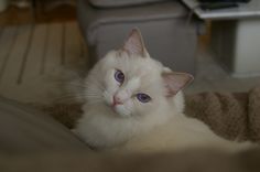 a white cat with blue eyes laying on a blanket