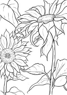 two sunflowers are shown in black and white