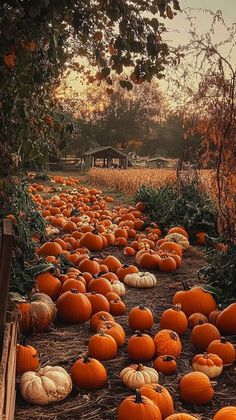 a field full of pumpkins sitting on the ground