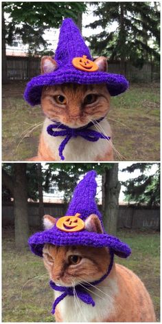 two pictures of a cat wearing a purple witches hat with pumpkins on the top