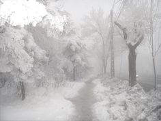 a snowy path in the woods with trees on both sides and foggy skies above