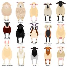 an image of sheep in different colors