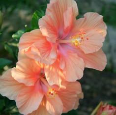 two pink flowers with yellow stamens in the foreground