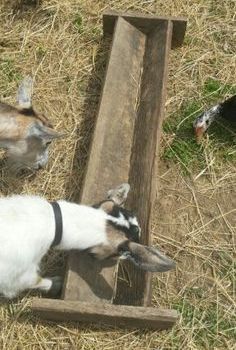 two goats eating hay from a wooden trough