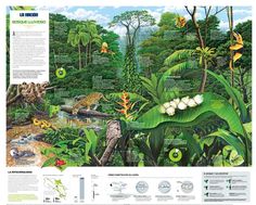 the rainforest is full of plants, animals and other things to see in this poster