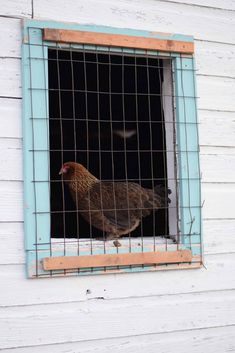 a chicken in a window on the side of a white house with blue grids