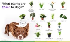 a brown and white dog sitting in front of potted plants with the caption what plants are exotic to dogs?