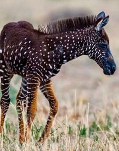 a baby zebra standing on top of a dry grass field