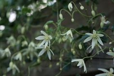 white flowers are growing on the side of a building