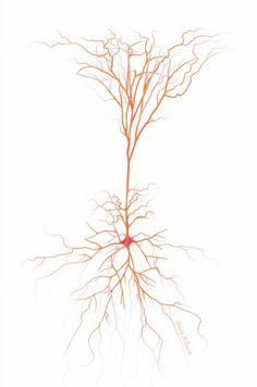 an image of a plant with red roots