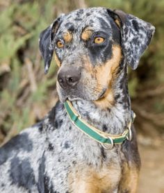 a close up of a dog wearing a collar and looking off into the distance with trees in the background