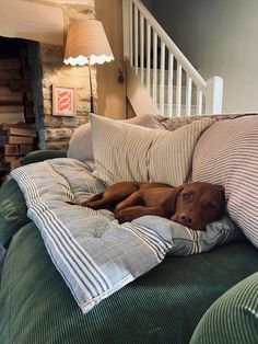 a brown dog laying on top of a green couch next to pillows and a lamp