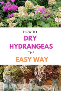 how to dry hydrangeas the easy way with flowers in vases and jars