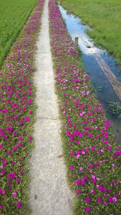 the path is lined with pink flowers and grass