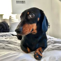 a black and brown dachshund laying on top of a bed with white sheets