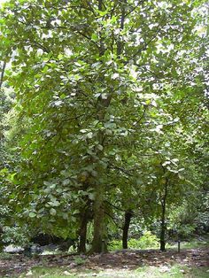 a large tree with lots of leaves in the middle of a park area, surrounded by grass and trees