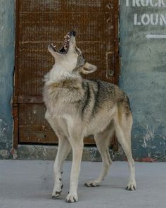 Wolf Reference Photo, Wolf Reference, Wolf Poses, Wolf Photos, Dog Poses, Animal Study, Canine Art, Stunning Style, Pretty Animals