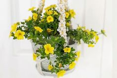 some yellow flowers are hanging in a pot