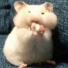 a white rat sitting on top of a blue couch eating something off of it's paw