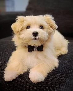 a small white dog with a black bow tie sitting on a couch looking at the camera