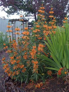 an orange flowered plant in the middle of a garden