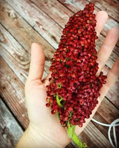 a hand holding up a bunch of red flowers