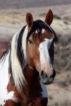 a brown and white horse standing on top of a dry grass covered field in the desert