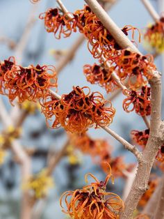 an orange flower is growing on a tree