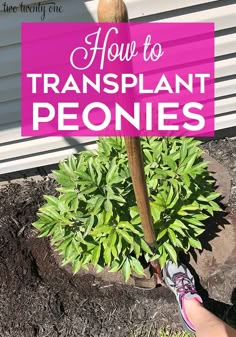 a person holding a plant with the words how to transplant peonies on it