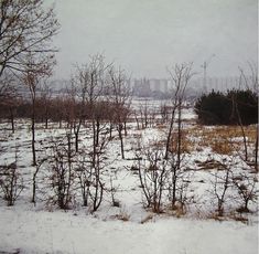 snow covered ground with trees and buildings in the backgroung, on a cloudy day