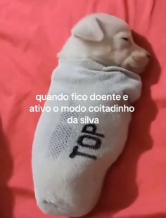 a white dog laying on top of a pink bed next to a pair of socks