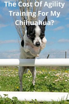 a black and white dog standing on top of a lush green field next to a fence