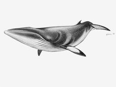 a black and white drawing of a humpback whale