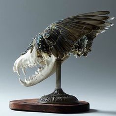 an animal's skull is displayed on a stand with its wings spread out to the side