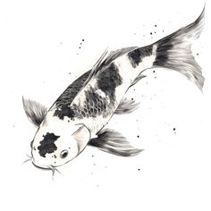 a black and white koi fish swimming in the water