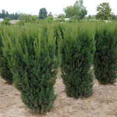 three bushes are in the middle of a field