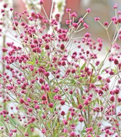 small pink flowers are blooming in the garden