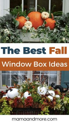 the best fall window box ideas