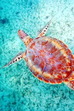 a sea turtle swimming in the ocean