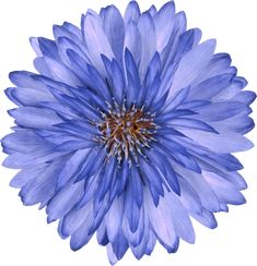 a blue flower is shown on a white background with no image in the frame to describe it