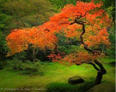 an orange tree in the middle of a lush green field with rocks and trees around it