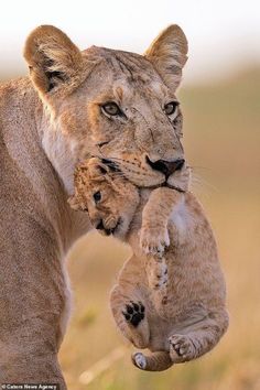 an adult lion holding a baby cub in its mouth while standing on his hind legs