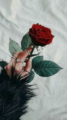 a person's hand holding a single red rose