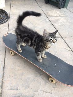 a small kitten standing on top of a skateboard