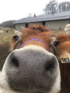 a close up view of a cow's face in front of a farm building