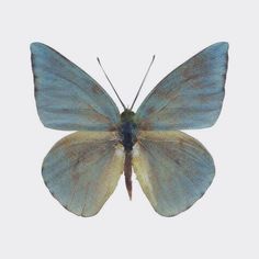 a blue and yellow butterfly on a white background